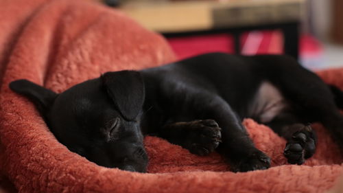 Close-up of dog sleeping puppy