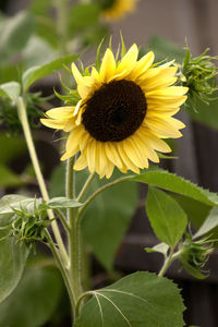 Close-up of yellow flowering plant