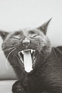 Close-up of cat yawning