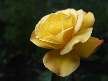 Close-up of yellow rose flower