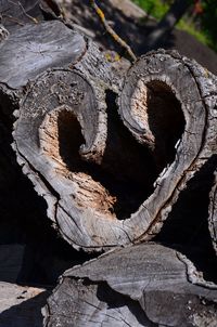 Close-up of log in forest