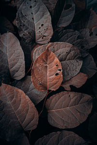 Brown plant leaves in the nature in autumn season