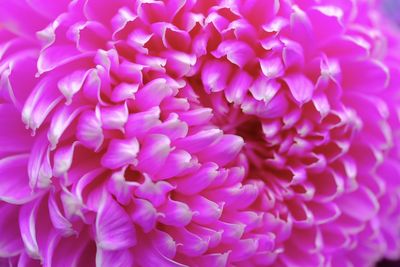 Close-up of pink dahlia
