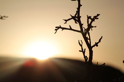 Close-up of silhouette plant against sky during sunset