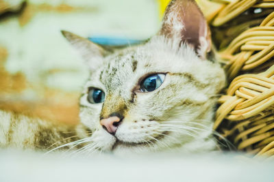 Portrait of brown mackerel young tabby cat adorable pet friend