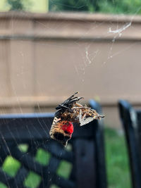 Close-up of spider on web