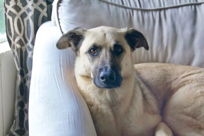 Portrait of dog relaxing on bed at home