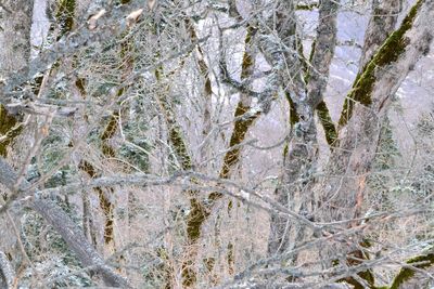 Trees on rocks