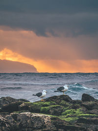 View of seagulls on beach at sunset