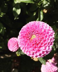 Close-up of pink flower blooming outdoors