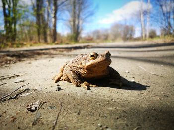 Close-up of lizard on the road