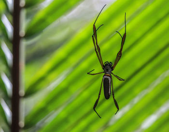 Close-up of insect on leaf