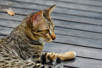 Close-up of a cat looking away