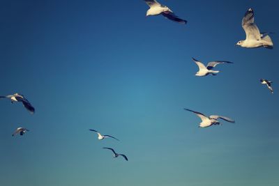 Seagulls flying against clear blue sky