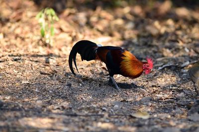 Red jungle fowl feeding in natural forest