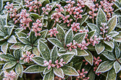 Close-up of plants