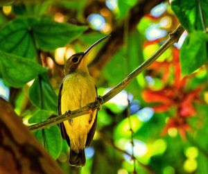 Close-up of bird perching on branch