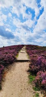 Footpath amidst flowering plants on land against sky