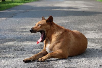 Dog looking away on road in city