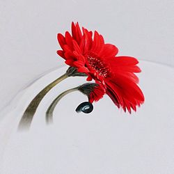 Close-up of red flowers