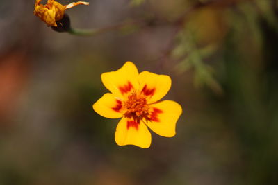Close-up of yellow flowering plant