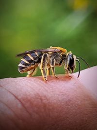 Close-up of insect