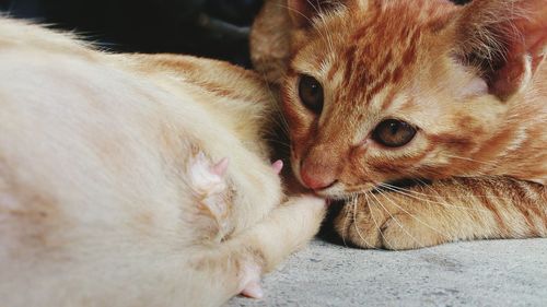 Close-up of cat feeding kitten
