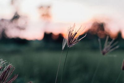 Close-up of plants during sunset