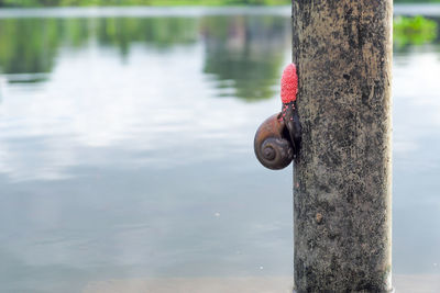 Closeup cherry snail laying a lot of pink eggs on the steel column in the river