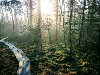 Scenic view of forest