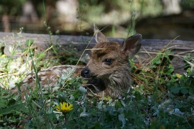 Close-up of fawn relaxing amidst plants