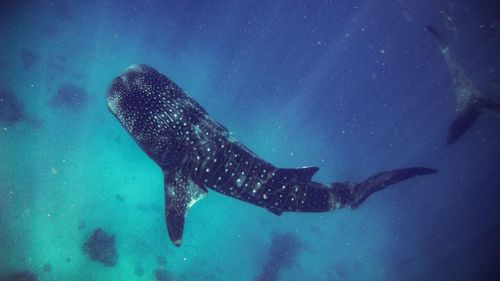 Turtle swimming in sea