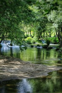 Scenic view of lake in forest