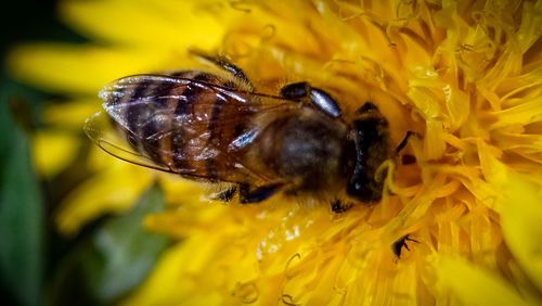 Close-up of bee pollinating on yellow flower