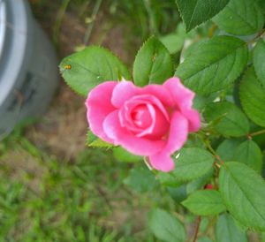 Close-up of pink flower blooming outdoors