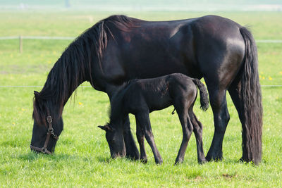 Frisian horse grazing in a field