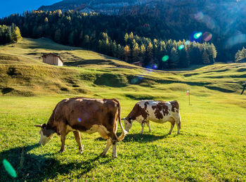 Horses grazing in a field