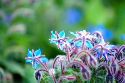 Close-up of flowers against blurred background