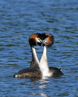 Duck swimming in lake