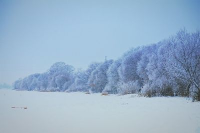 Trees on snow covered landscape against clear blue sky
