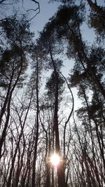 Low angle view of silhouette trees against sky during sunset