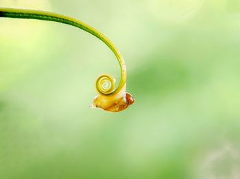 Close-up of yellow butterfly on leaf