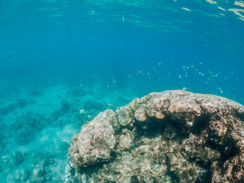 View of coral swimming in sea