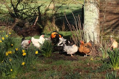 View of birds by plants on land