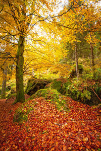 Trees in forest during autumn