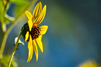 Close-up of yellow flowering plant