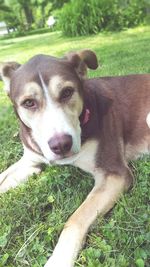 Close-up of dog looking away