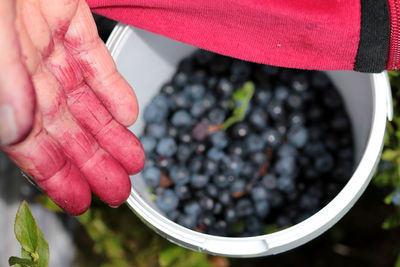 Close-up of hand holding fruit