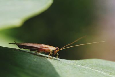 Close-up of cockroach on leaf