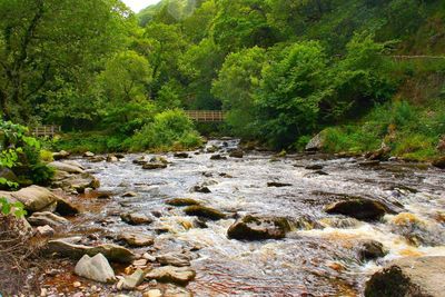 River flowing through rocks in forest